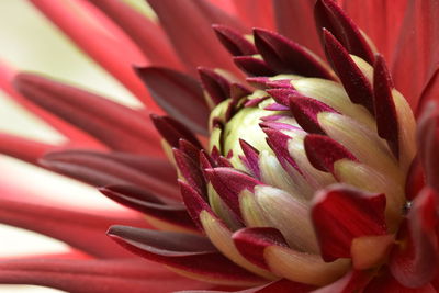 Close-up of pink flower