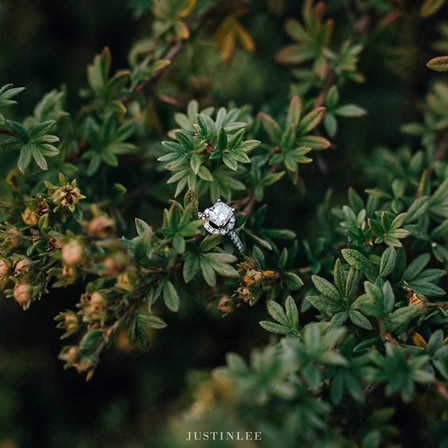 growth, flower, leaf, plant, freshness, focus on foreground, nature, beauty in nature, close-up, fragility, green color, white color, selective focus, blooming, petal, outdoors, day, no people, stem, branch