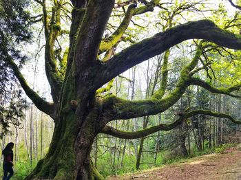 Trees in forest