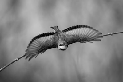 Close-up of bird flying against blurred background