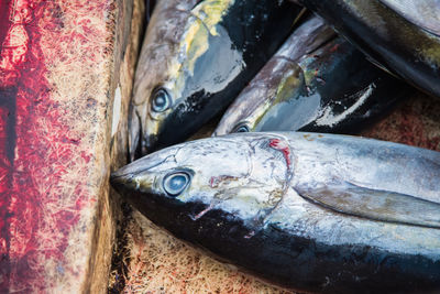 Close-up of fish in container