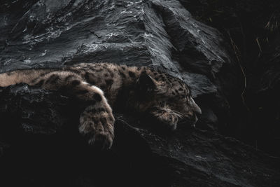 Cat sleeping on rock