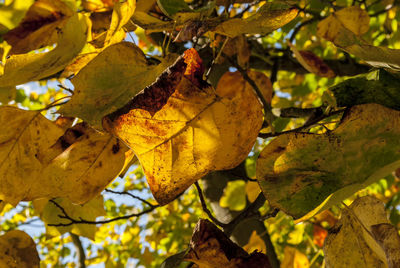 Close-up of yellow leaves on tree