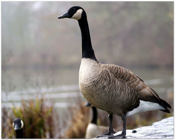 Close-up of goose