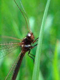 Close-up of insect on leaf