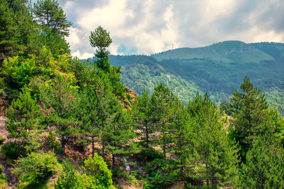 Scenic view of forest against sky