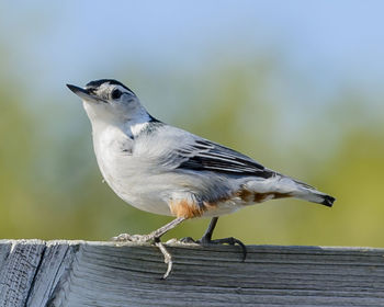 Close-up of bird perching on wooden railing