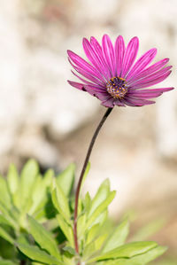 Close-up of purple flower blooming outdoors