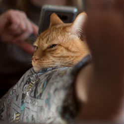 Close-up of cat sitting on woman hand