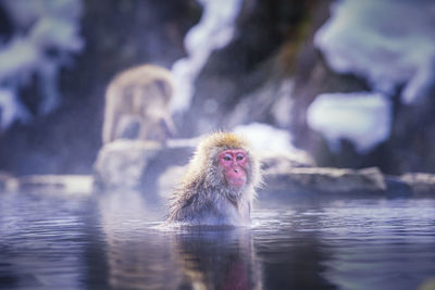 Red-cheeked monkey. during winter, you can see monkeys soaking in a hot spring at hakodate japan.