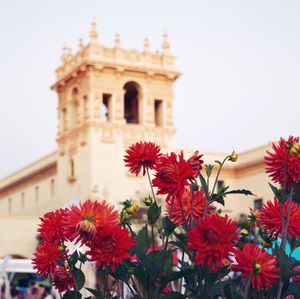 Low angle view of flowers blooming against sky