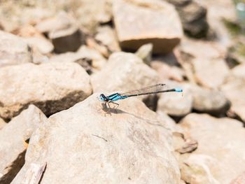 Close-up of insect on rock