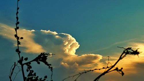 Low angle view of silhouette plants against sky