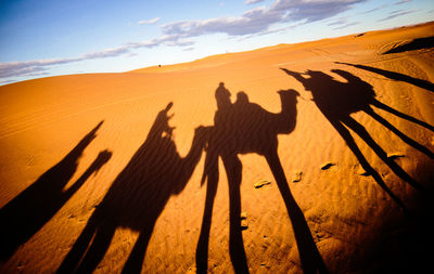 Shadow of a desert on sand