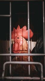 Close-up of rooster in cage