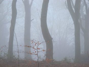 Trees in forest against sky