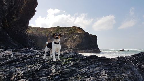Full length of a horse standing on rock by sea against sky