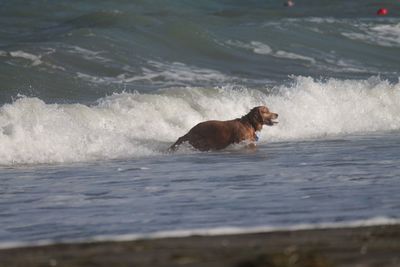 Dog running in the sea