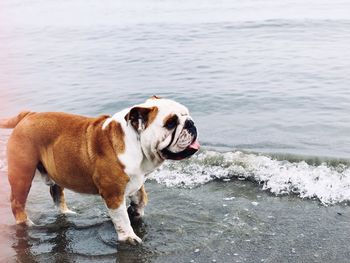 Dog standing on beach