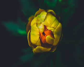 Close-up of yellow flower blooming outdoors