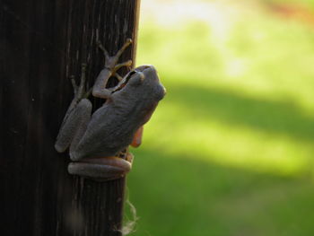 Close-up of lizard on tree