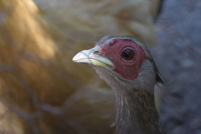 Close-up of a bird