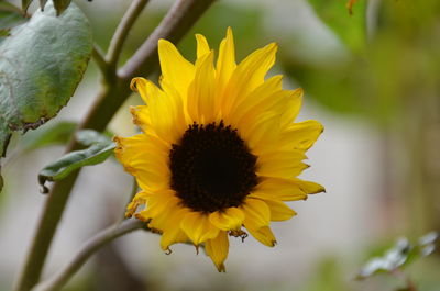 Close-up of yellow flower blooming outdoors