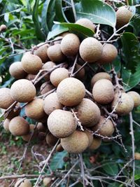 Close-up of fruits growing on field