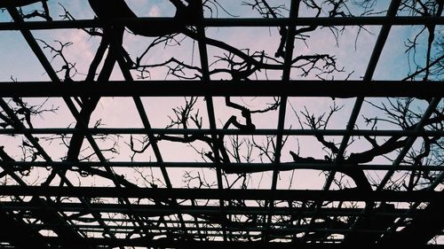 Low angle view of silhouette trees against sky