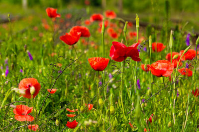 Close-up of red poppy flowers in field