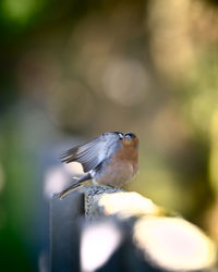 Close-up of bird perching on metal