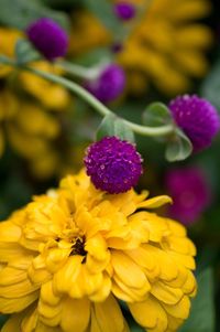 Close-up of purple flowers