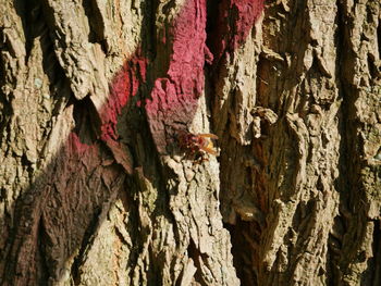Full frame shot of tree trunk