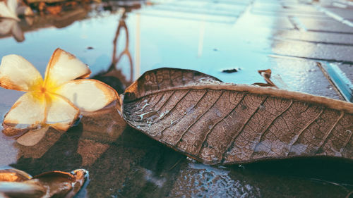 Close-up of dry leaves floating on water