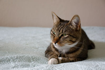 Close-up of a cat looking away