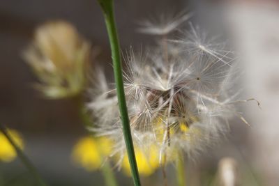 Close-up of dandelion flower