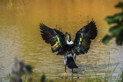 Bird flying over lake