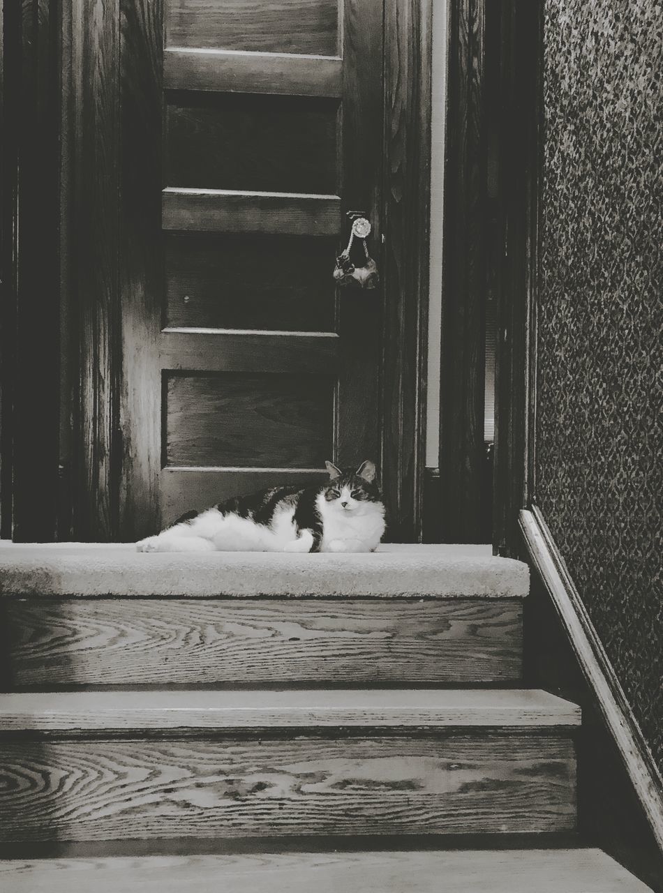 CAT SITTING ON STEPS IN DOORWAY