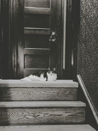 Cat sitting on steps