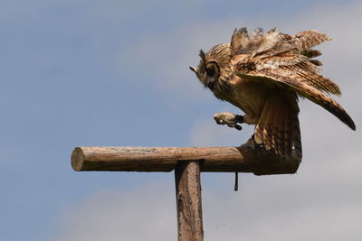 Low angle view of eagle perching on wooden post against sky