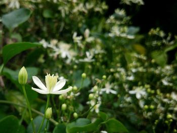 Close-up of white daisy flowers