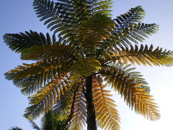 Low angle view of tree against clear sky