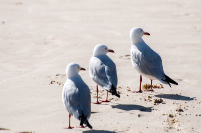 Seagulls perching on a land