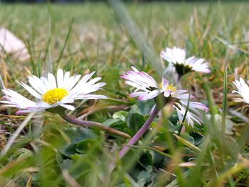 Close-up of white daisy flowers blooming in field