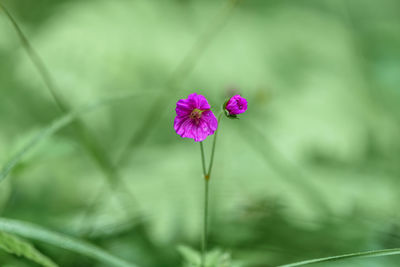 Close-up of purple flower