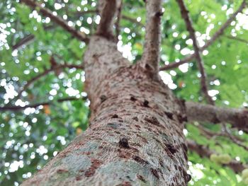 Low angle view of tree against sky