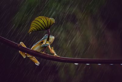 Tree frog in the rainy 