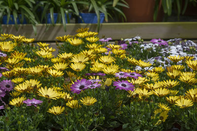 Close-up of purple flowering plants