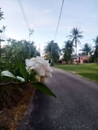 Close-up of white flowering plant against sky