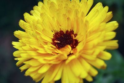 Close-up of yellow flower